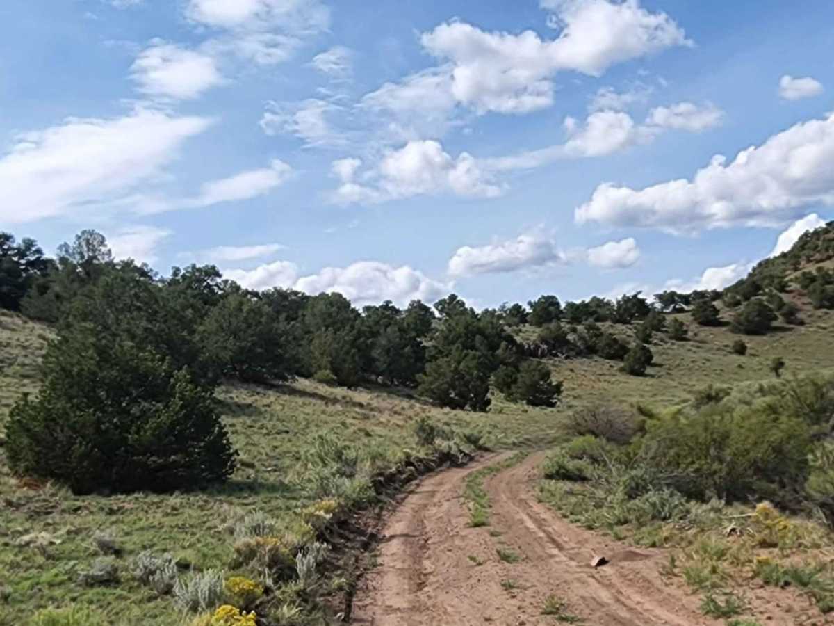 Pinon photo 6