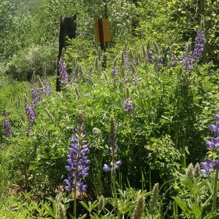 Near Buck Creek