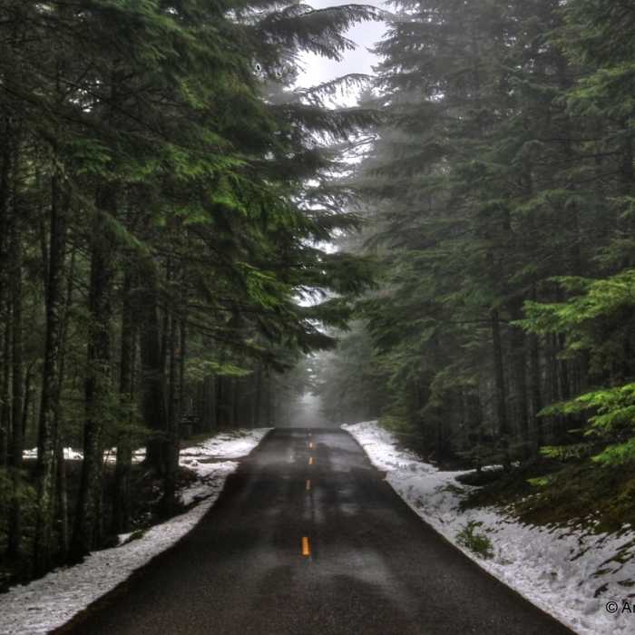 Down the Middle Near Mt. Constitution Trail