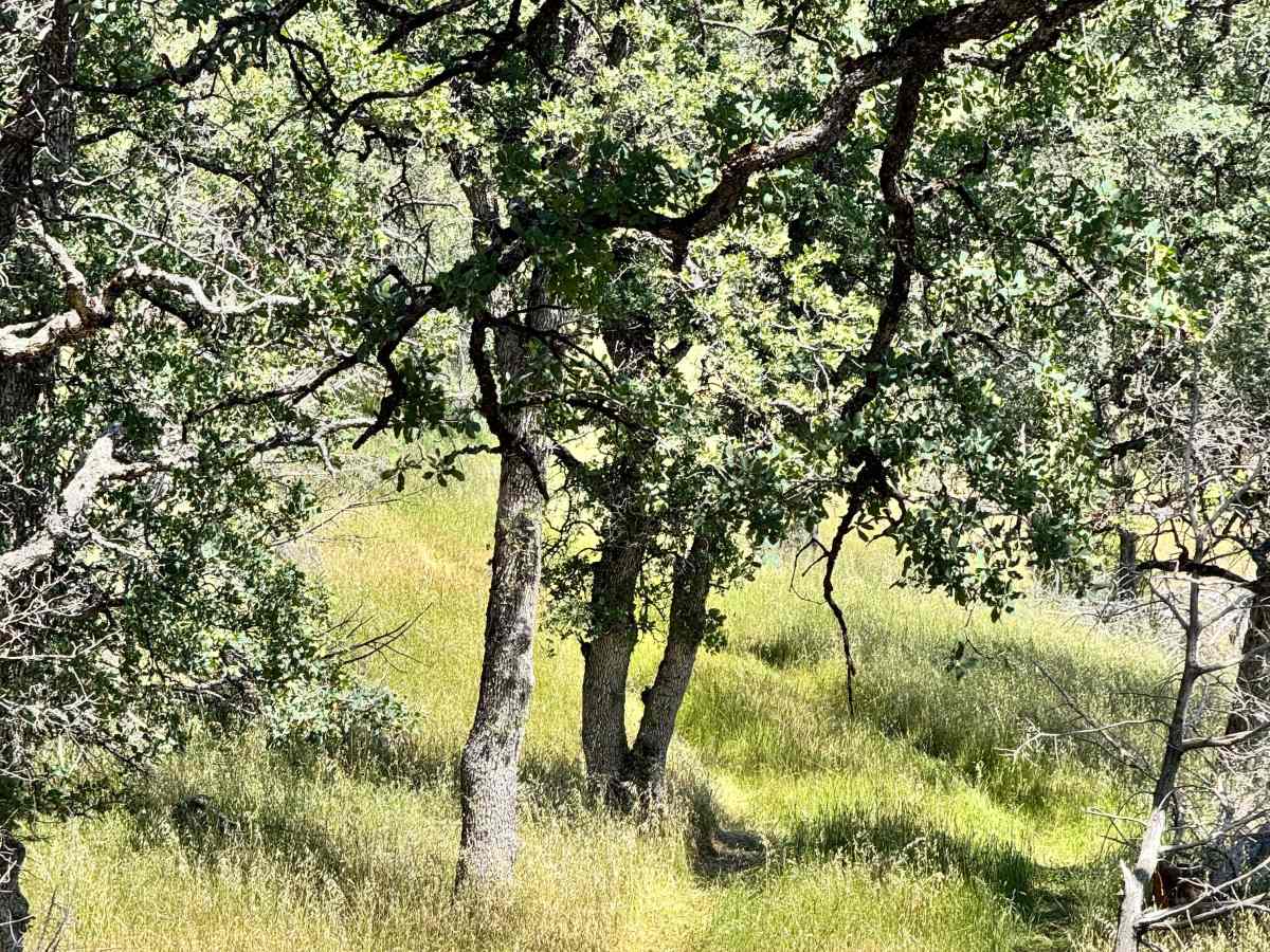 Triplet Butte - 18N02A photo 5