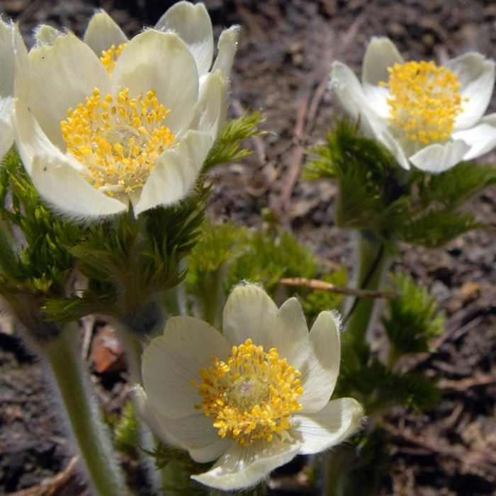 Near Naches Peak Loop