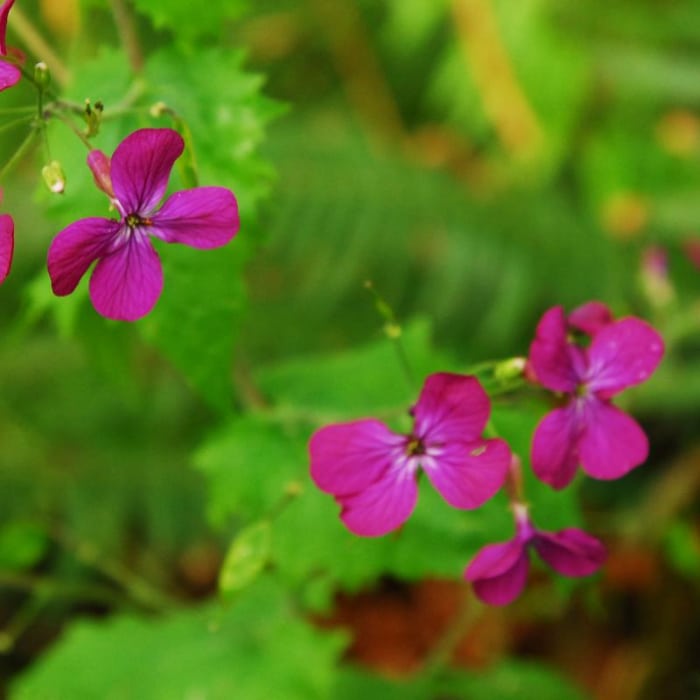 Near Wild Cherry Trail Loop