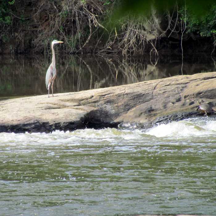 Great Blue Heron Raven Rock Near Campbell Creek Loop Trail