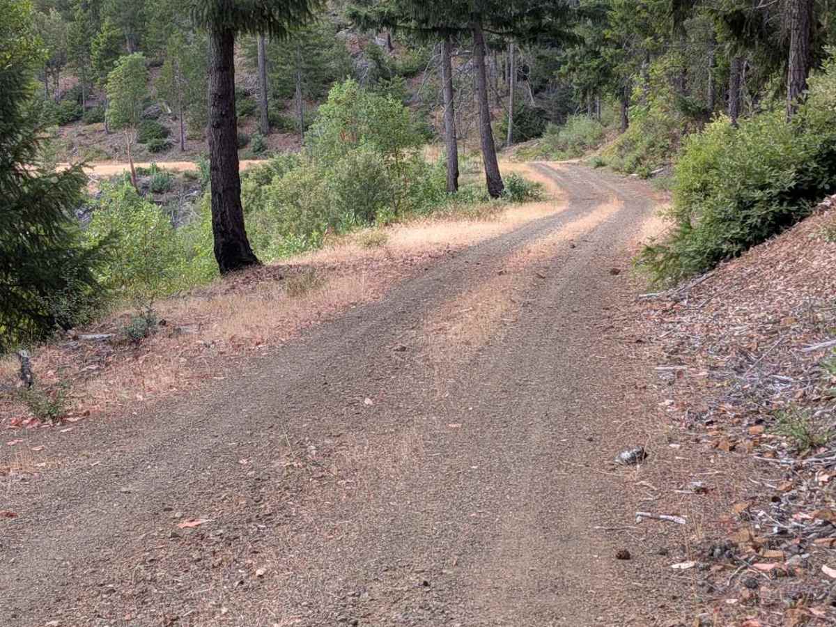 Grapevine Creek Road - FS 4N20 photo 5