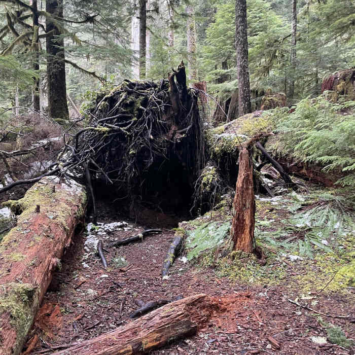 Near Twin Firs Loop Trail