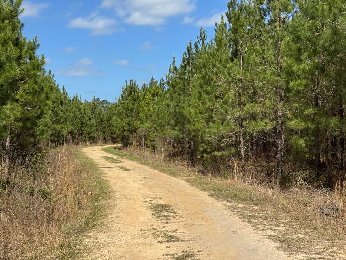 Dubignon Hammock Road trail photo