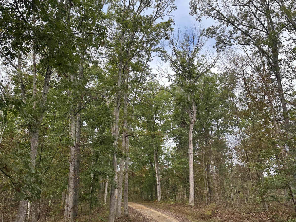 Double Pine  trail photo