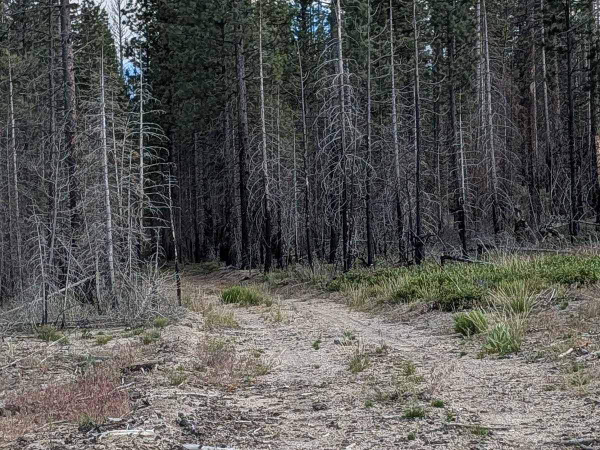 Railroad Grade - FS 44A51B trail photo