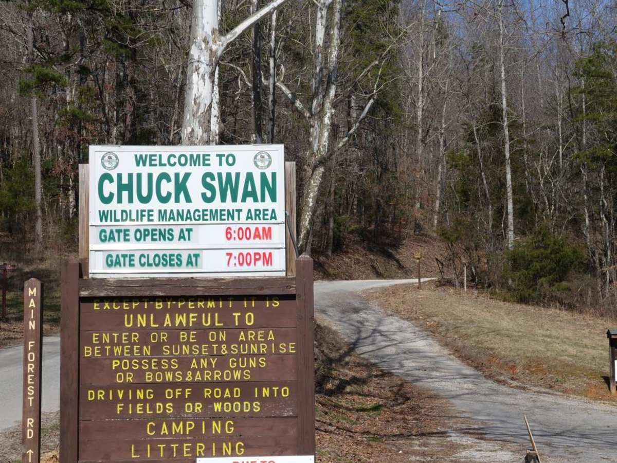Main Forest Road photo 5