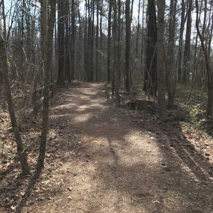 The Paw Paw Trail follows a smooth tread through the forest, allowing visitors to spend less time worrying about foot placement and more time enjoying the forest around them. Near Bond Park Lake Loop