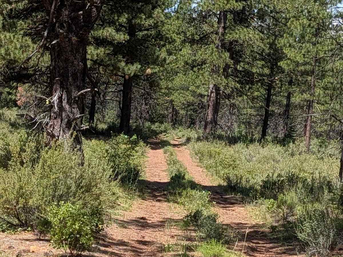 Cheat Grass - FS 44N10 photo 6