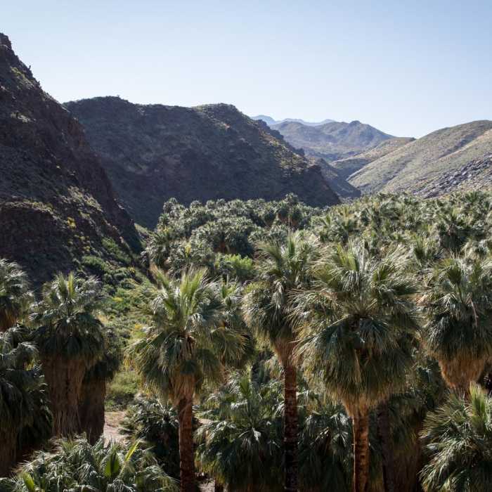 Near Palm Canyon + Victor Trail Loop