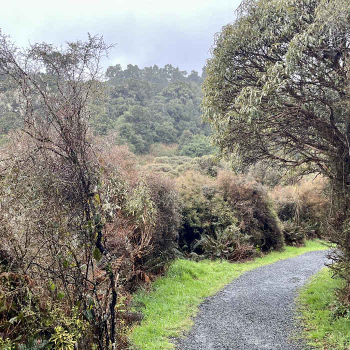 Near McLean Falls Walk