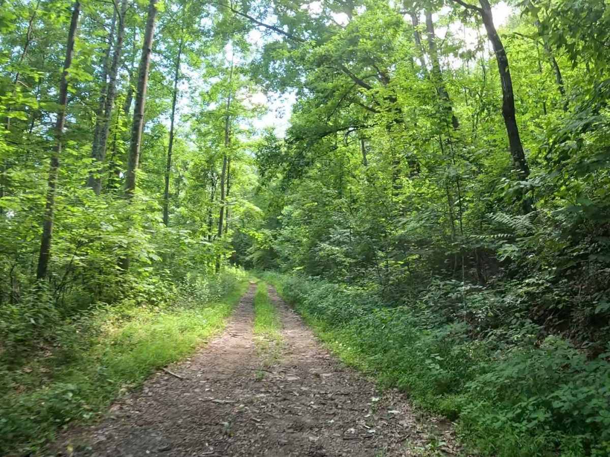 W10 trail photo