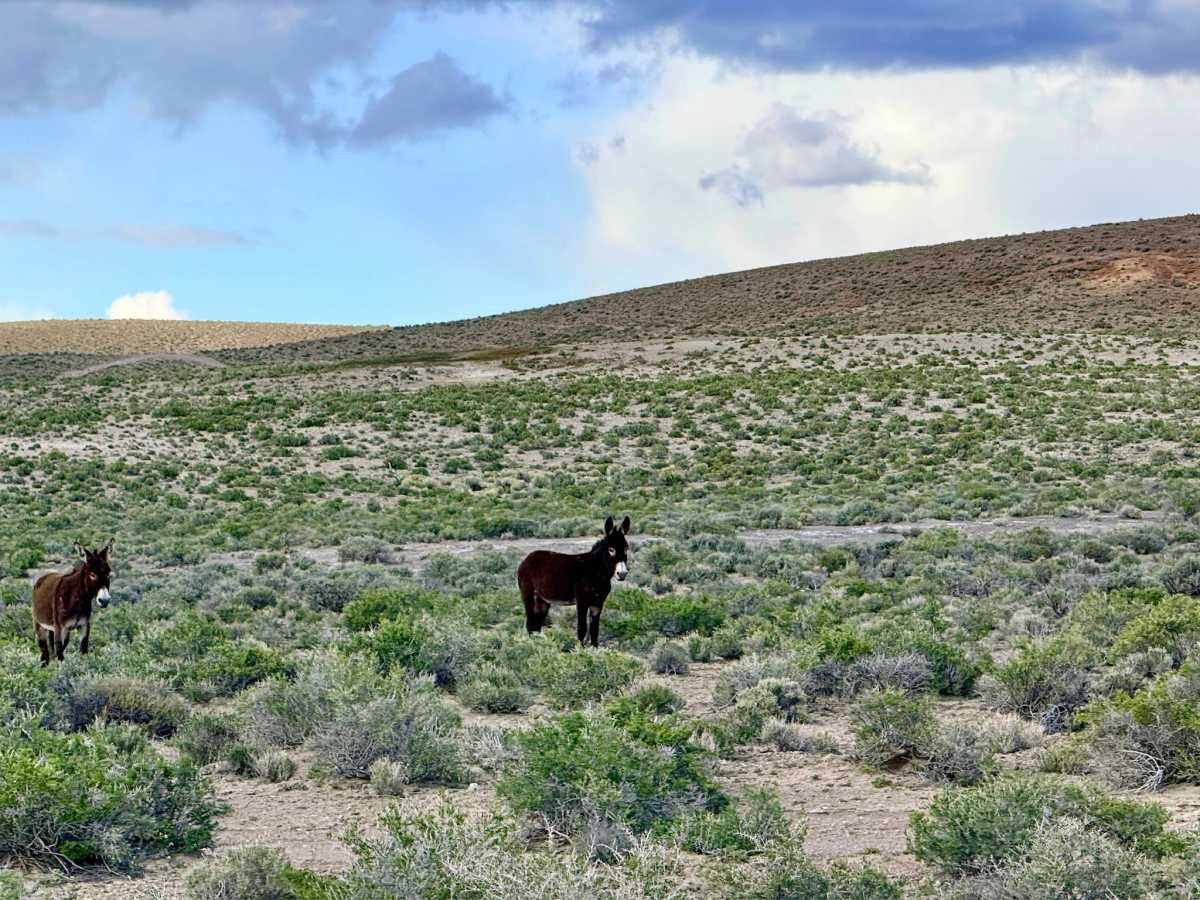 South Hot Springs Rd - BLM 206 photo 2