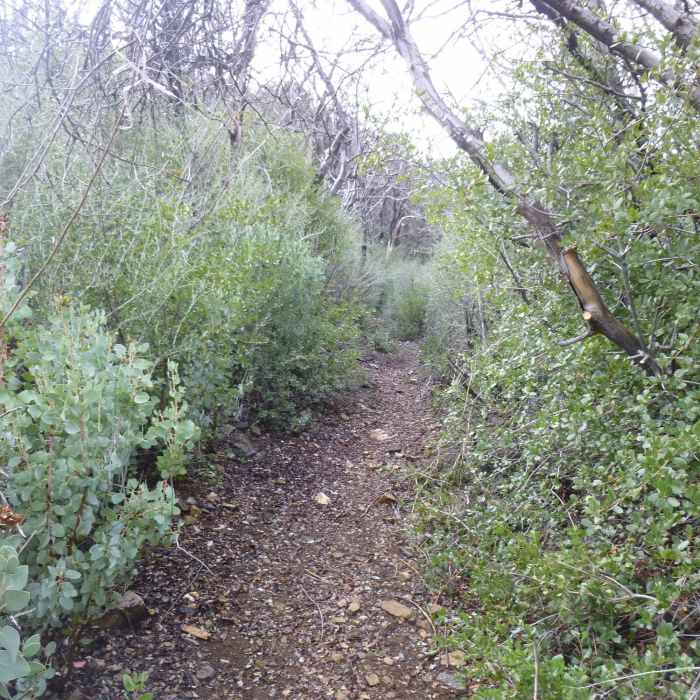 Near Red Box Trailhead to Valley Forge Campground
