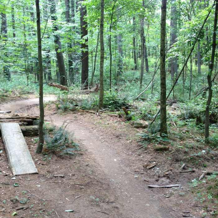 Near Pine Loop Trail