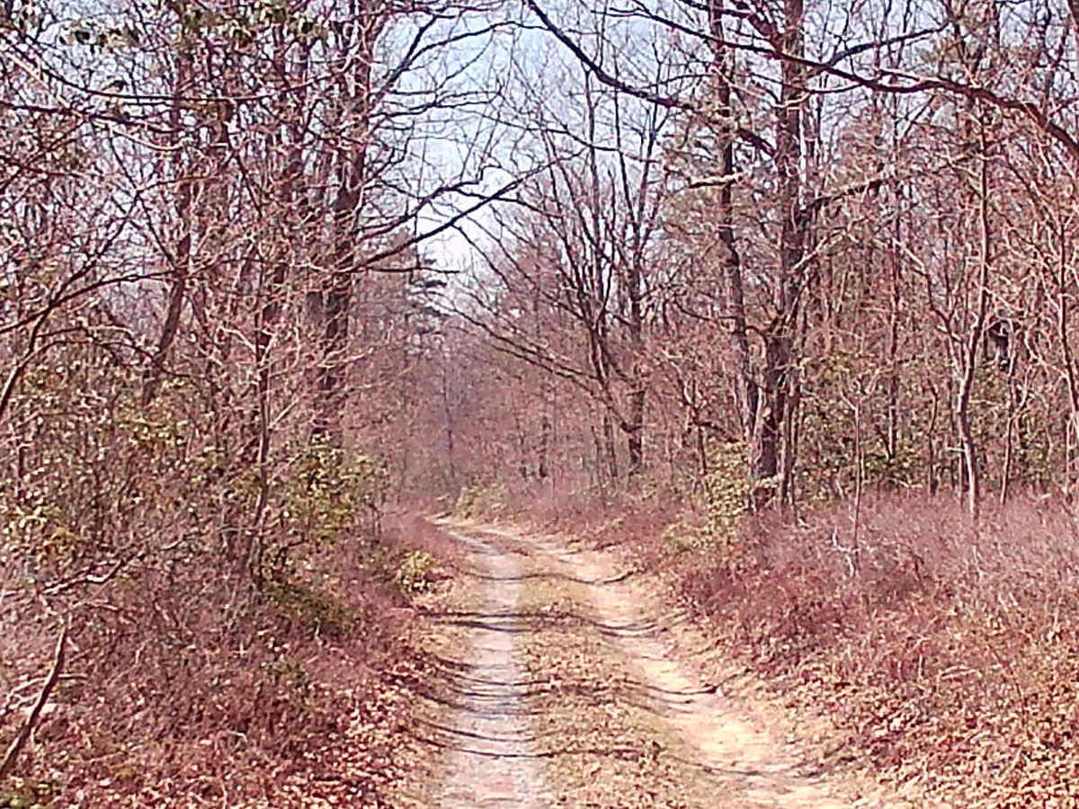 Turkey Call Lane photo 4