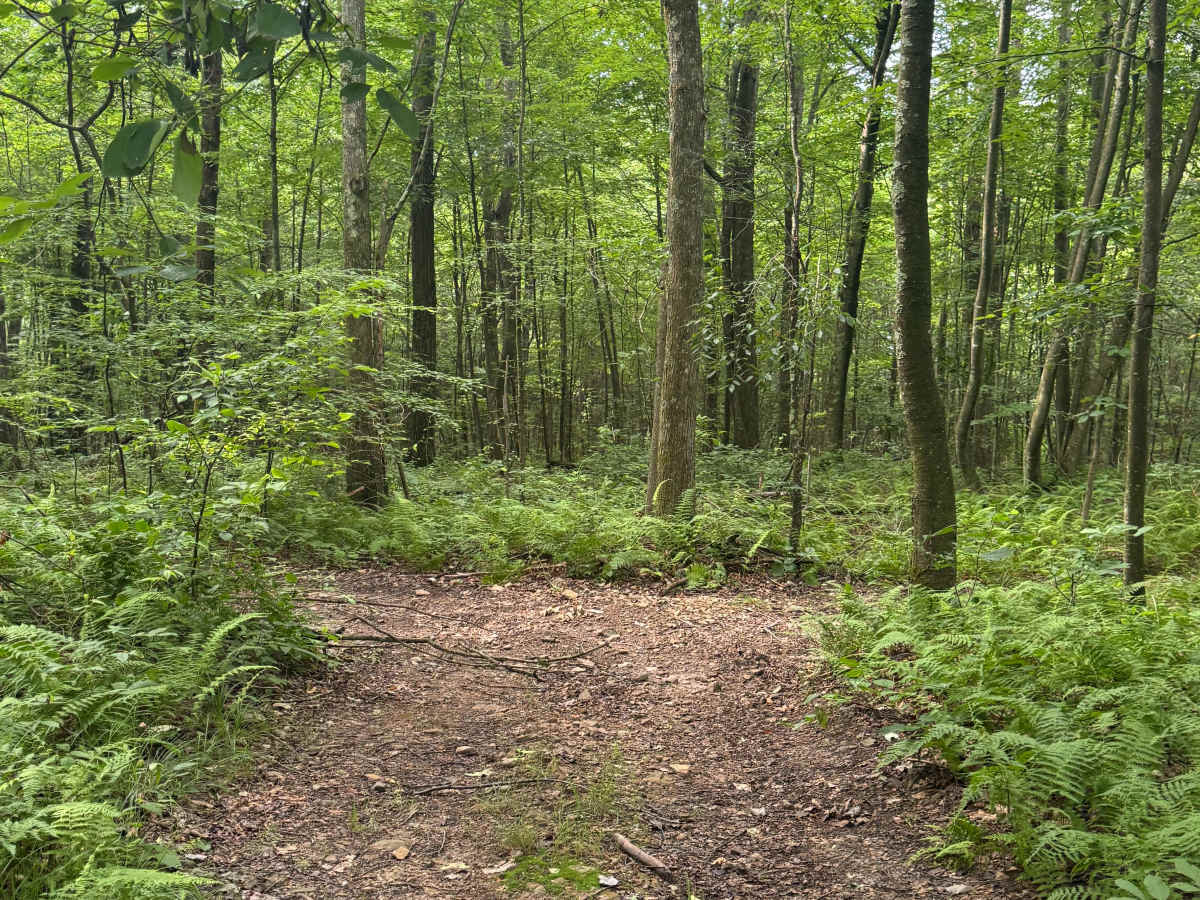 Trail 60 photo 4