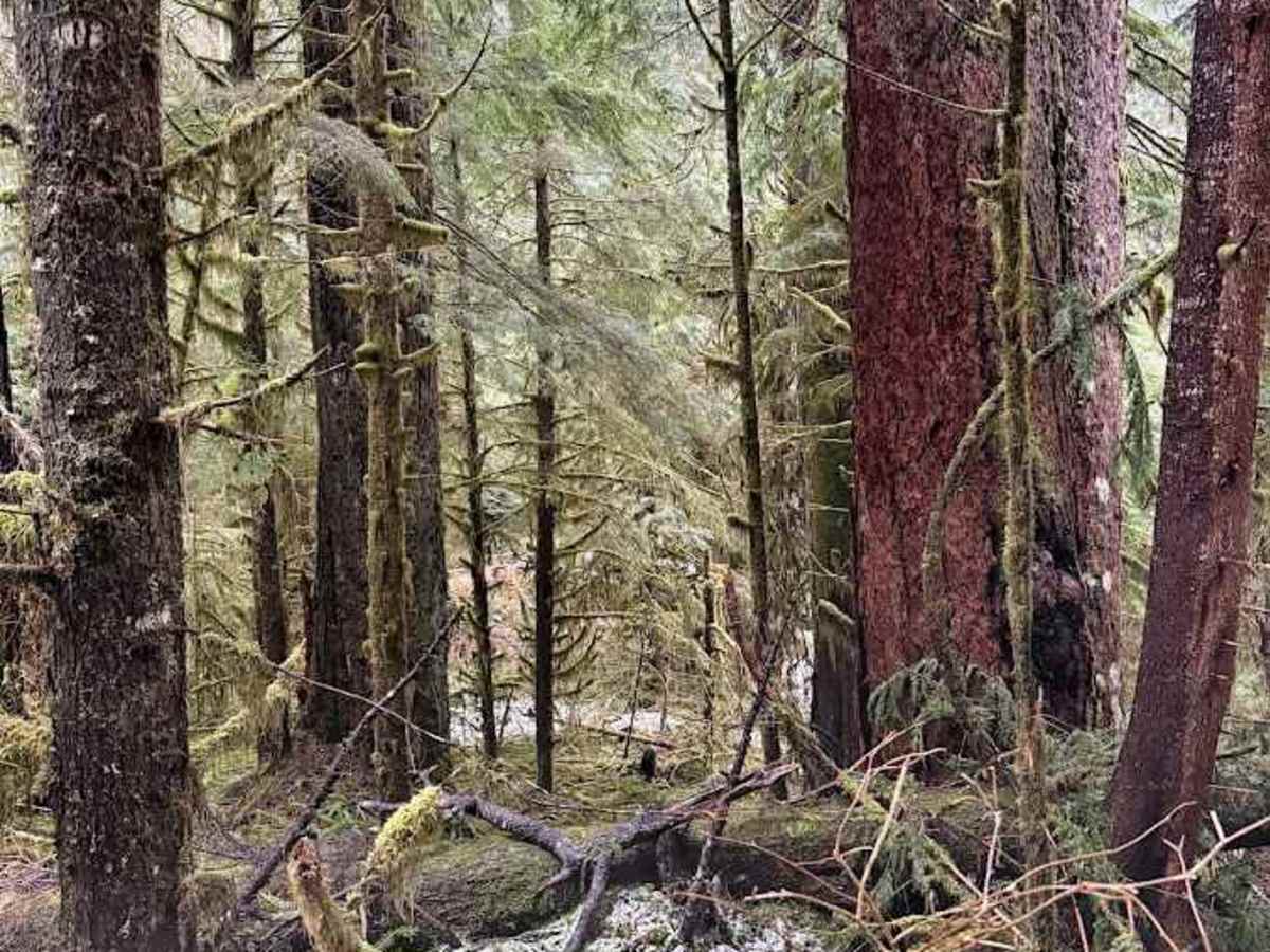 North Fork Road - FS 573 photo 3