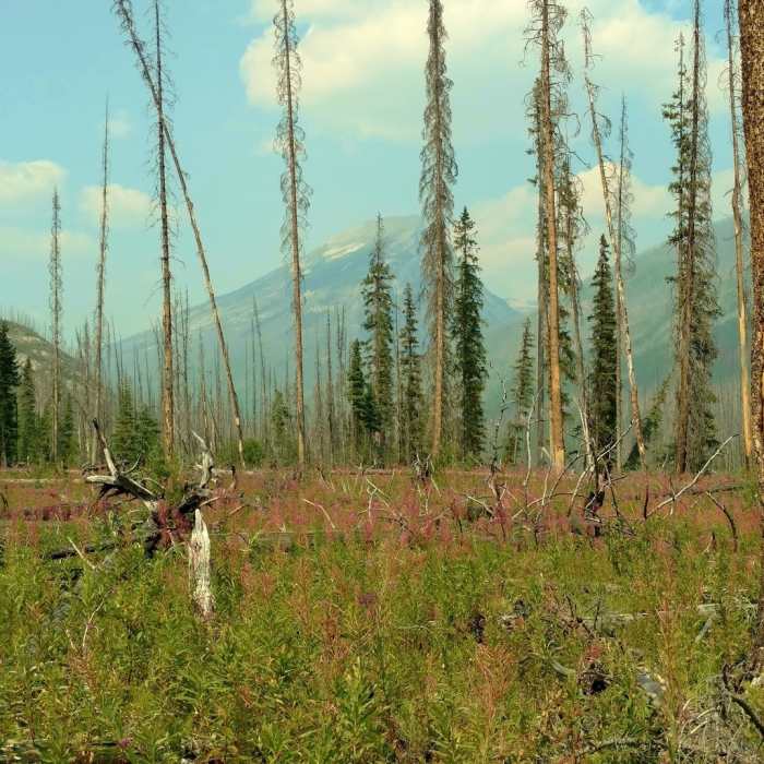 Near Moose River Route: Moose River to Resplendent Crossing