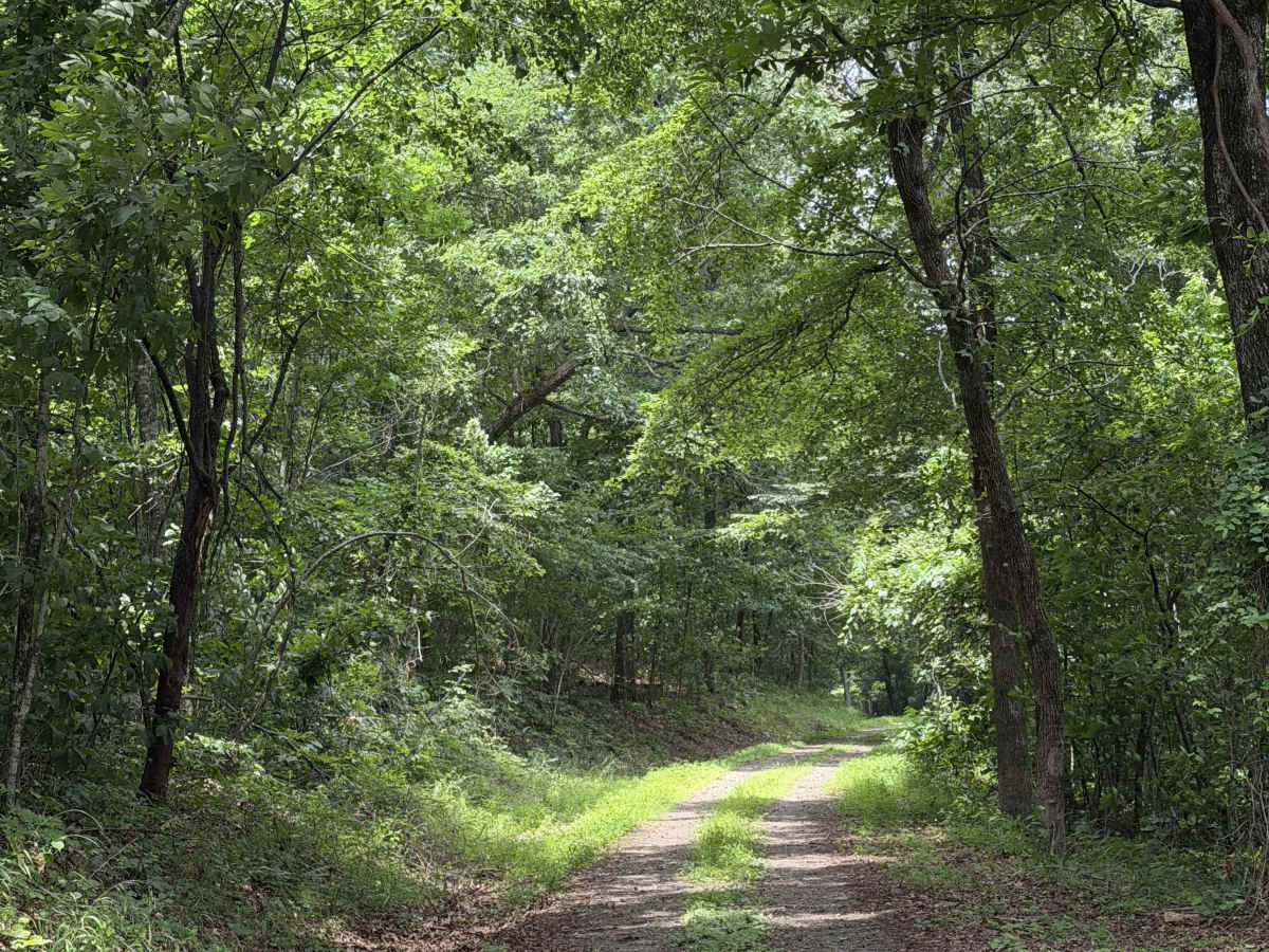 Round about camp trail photo 3