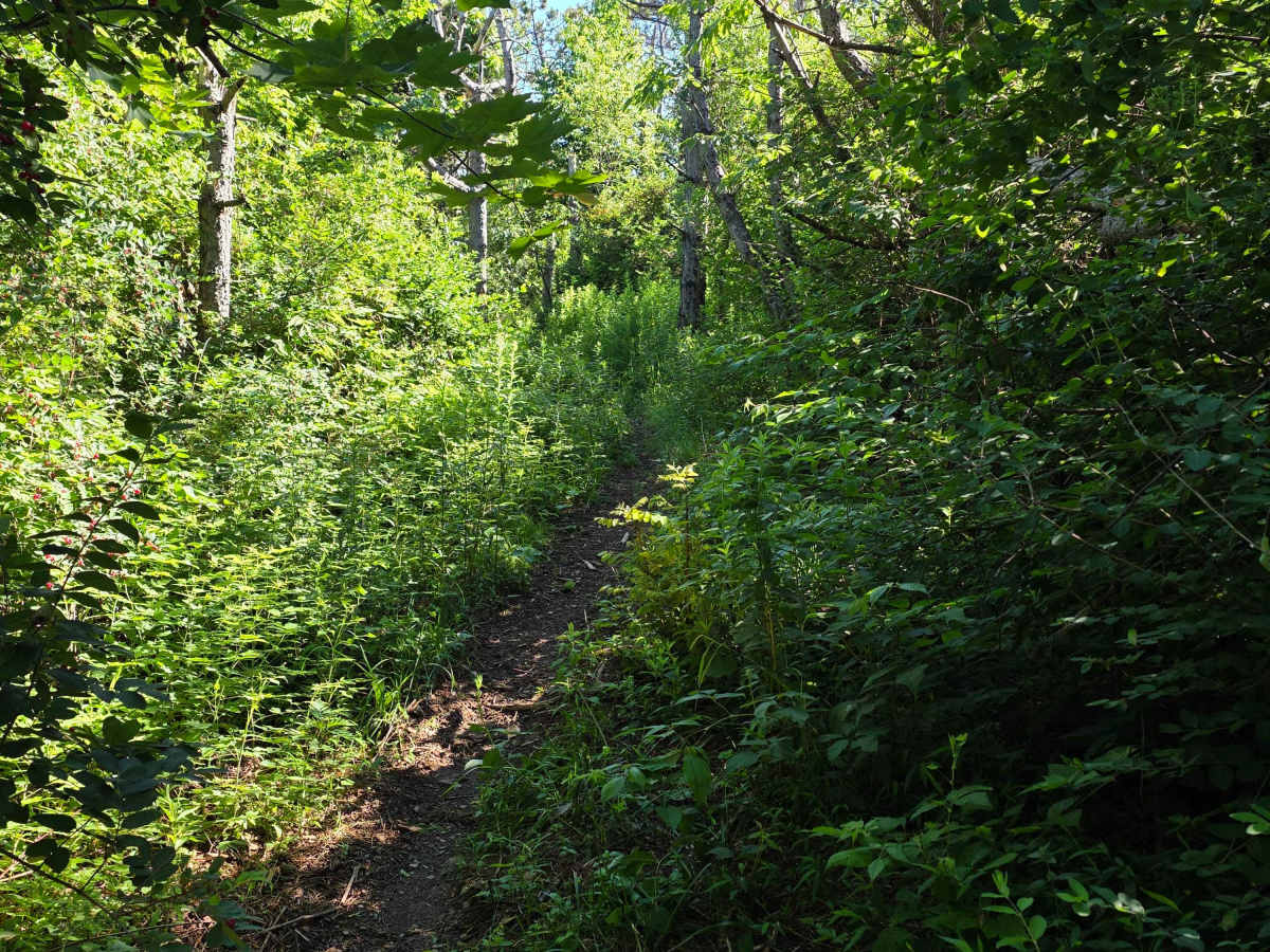 Single Track L photo 5