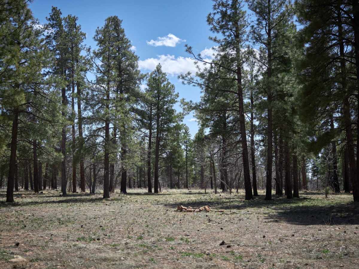Rim Trail Road photo 3