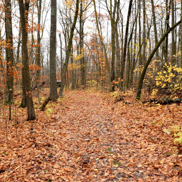 Near Aiton Heights Fire Tower Near Aiton Heights Fire Tower