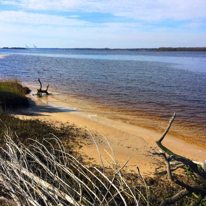 From this viewpoint, you'll encounter a great look at the tannin-rich waters of the Cape Fear River. Near Oak Toe Trail
