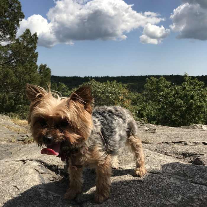 A yorkie on Noanet Peak Near Noanet Peak - Powissett Peak