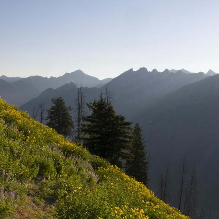 Near Picket Mountain Trail