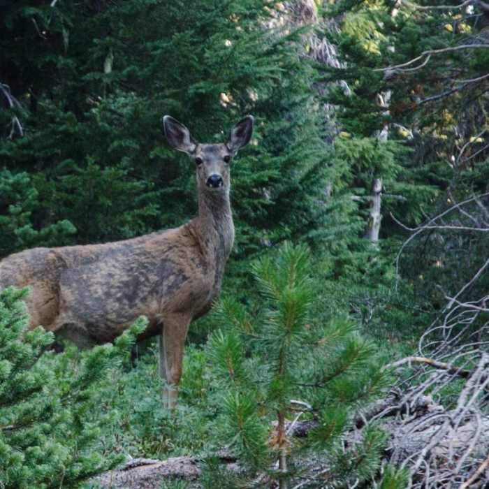 Near Canyon Creek Meadows Near Canyon Creek Meadows