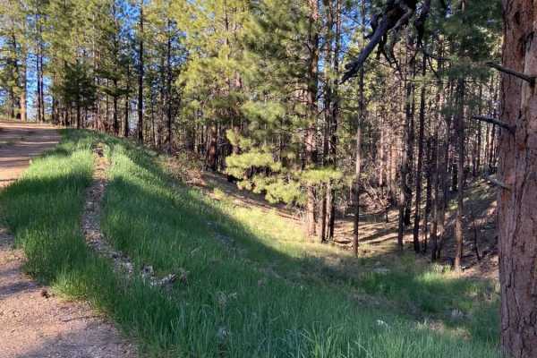 Jacob Lake Burn Piles