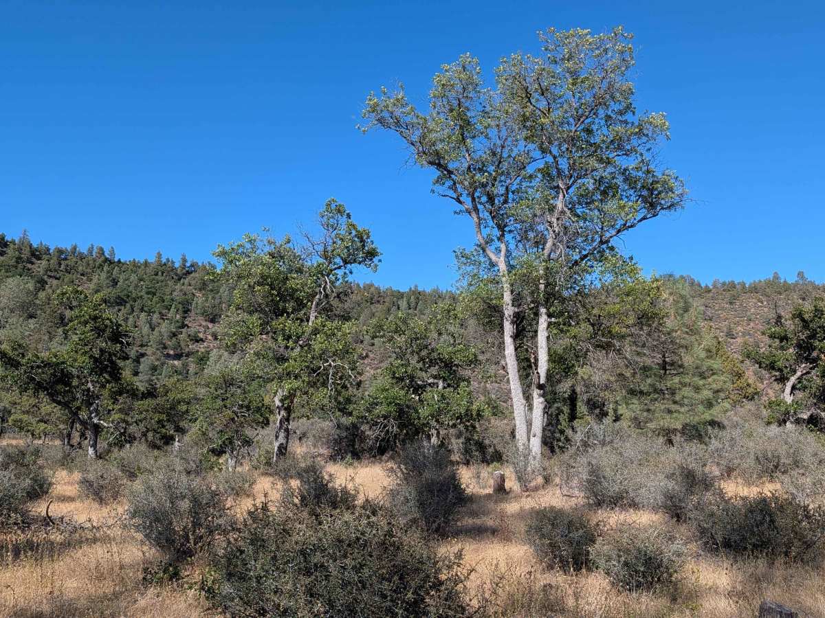 Pit Canyon Flat - FS 37N57Y photo 4