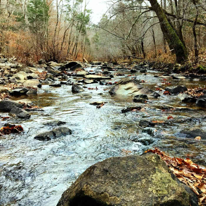 Near Korstian Foot Trail Loop