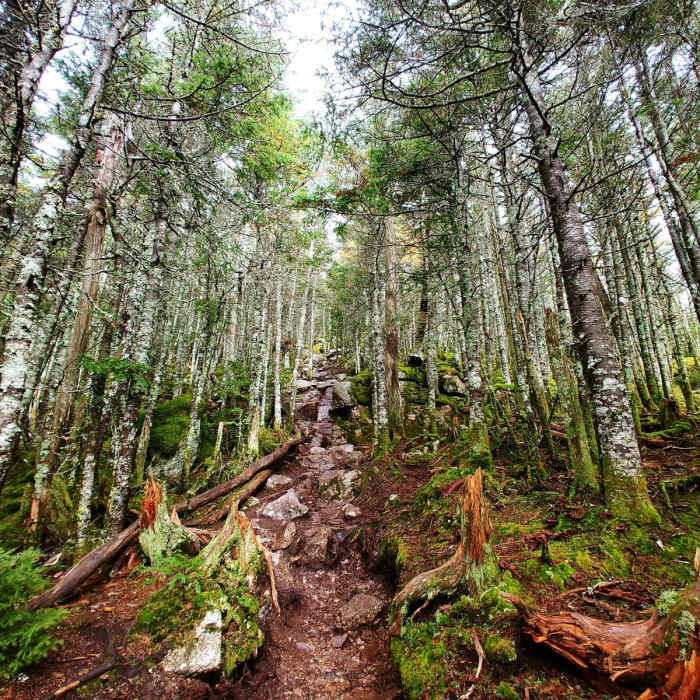 Near Four Summits Loop (Tom, Field, Willey, Avalon) Near Four Summits Loop (Tom, Field, Willey, Avalon)
