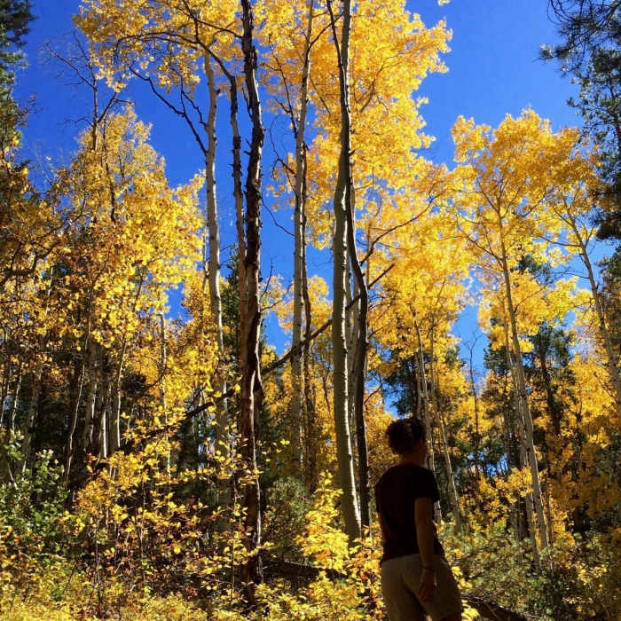 The aspens in fall glory! Near Difficult Creek Trail