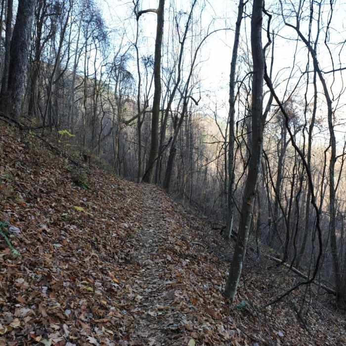 The trail narrows as you approach the intersection with Bote Mountain Trail. Near Lead Cove Trail