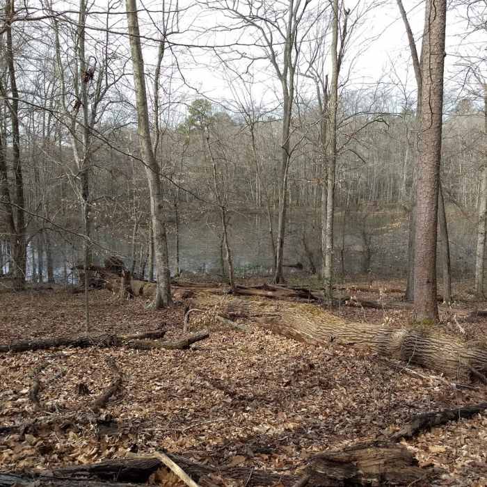 Forest Exploration Trail Near Fendley Station Loop A