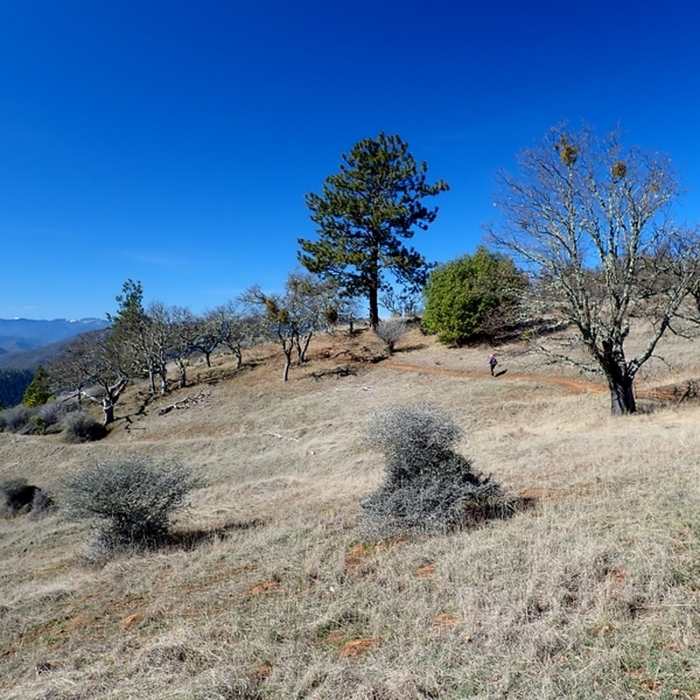 Late winter meadows along the ridge top. Near East Applegate Ridge Trail (ART)