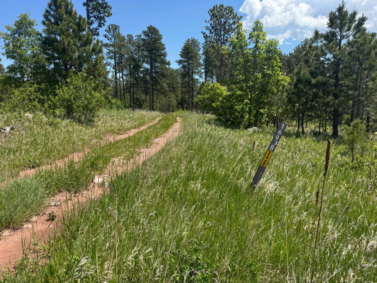 Forbes Gulch Br 1b - FSR 169.1B trail photo