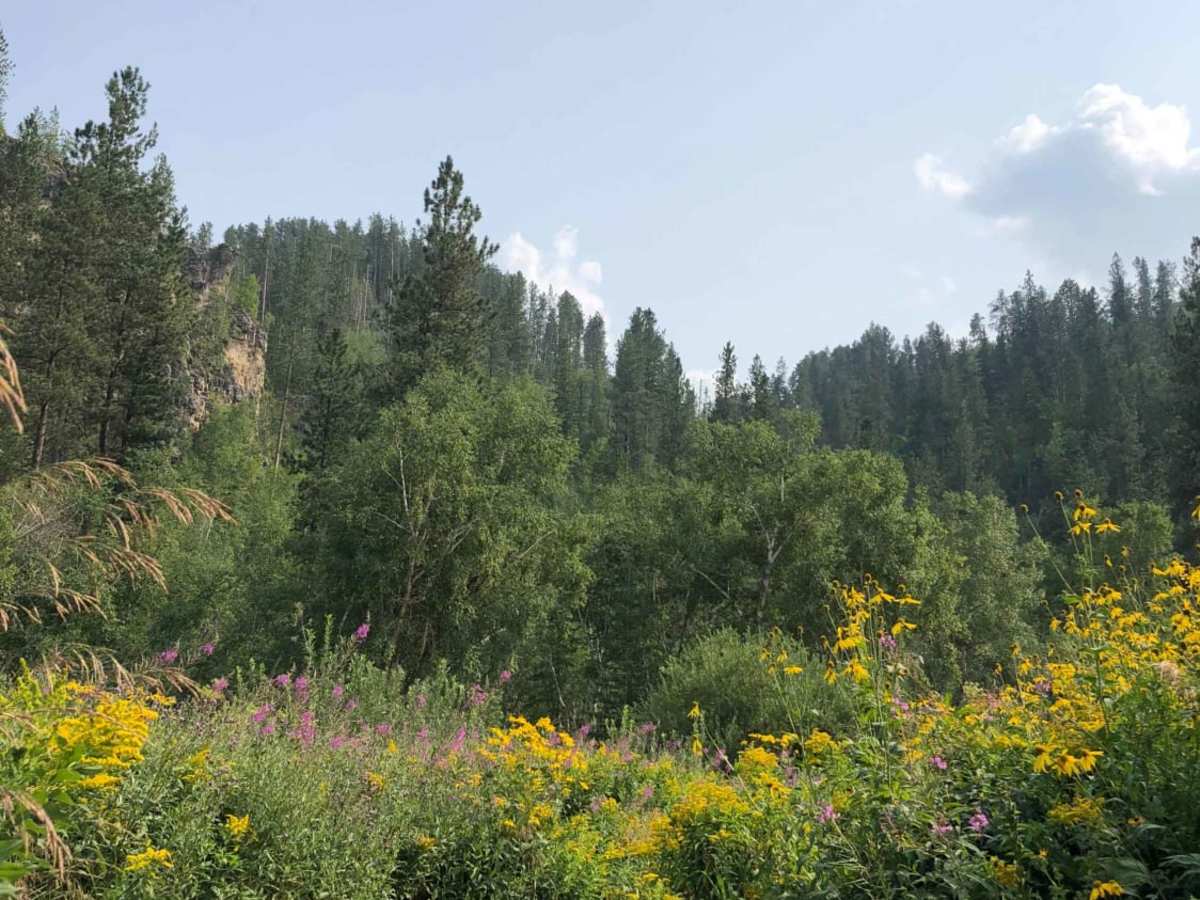 Cement Ridge Fire Lookout photo 2