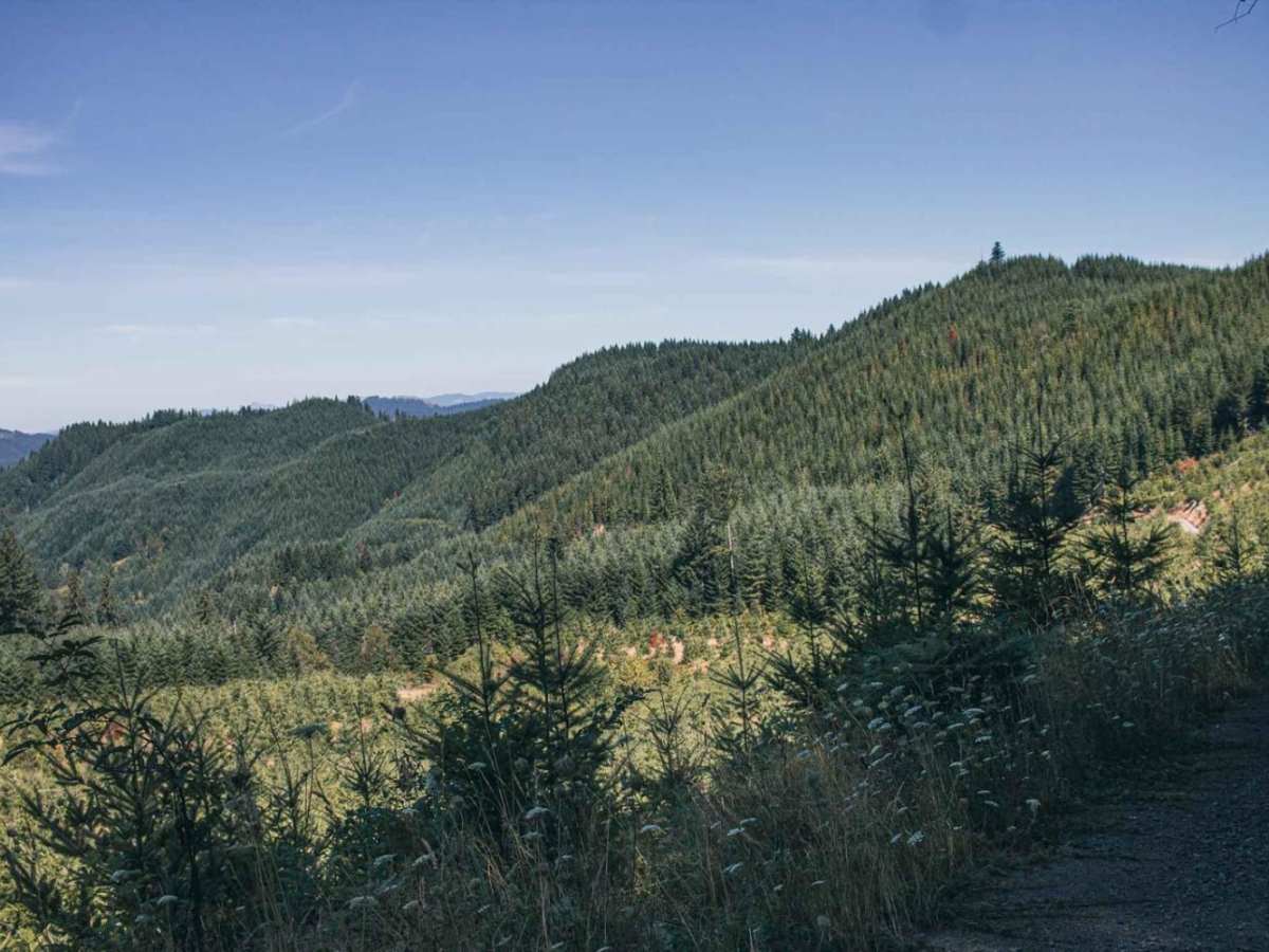 Sugar Loaf trail photo