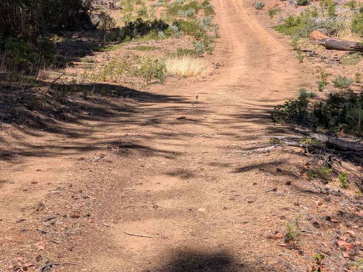 Oak Ridge Road - FS 2N23 trail photo