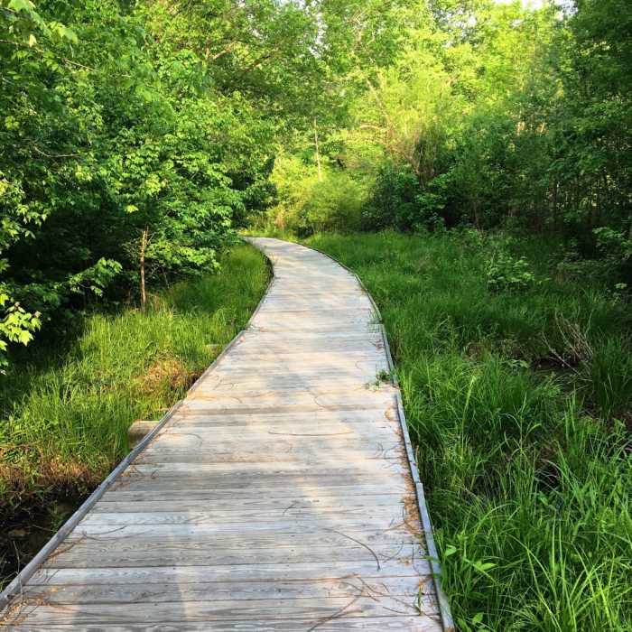 A boardwalk aids your passage through the swamp. Near Mason Farm Main Trail