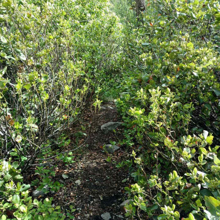 Near Cottonwood Creek Trail