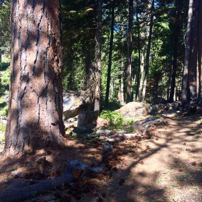 Near Horn Gap Trail
