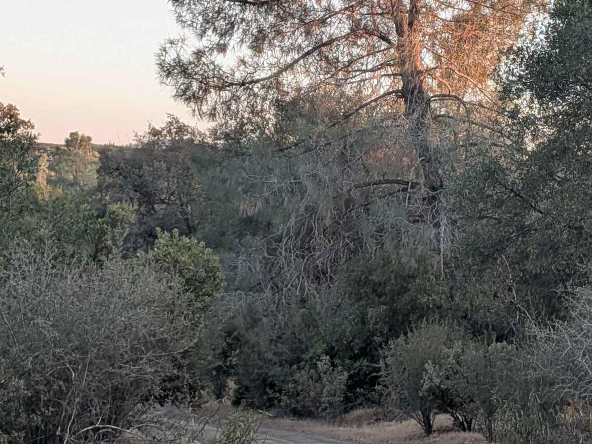 Ponderosa Way Cutoff photo 6