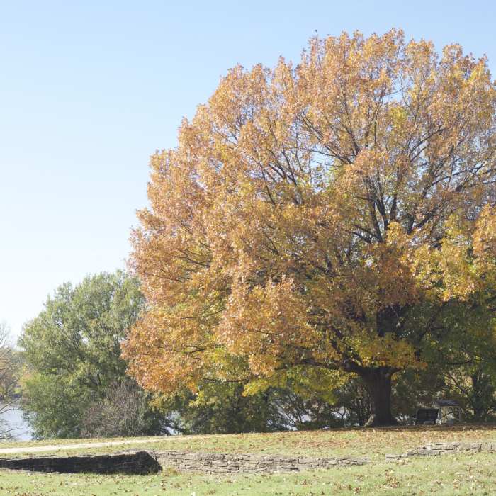 Near River Trail